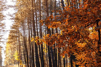 开云体育在线-法国羽毛球队绝地反击日本，辛杜领衔引爆赛场荣耀