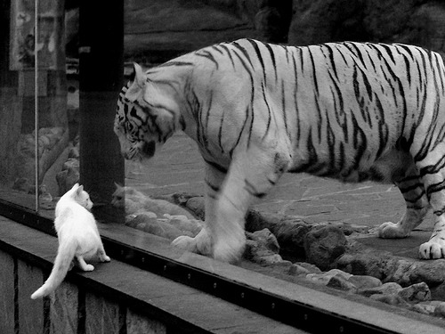 比利时大胜卡塔尔，卡瓦哈尔成比赛关键先生，一场技术与策略的完胜